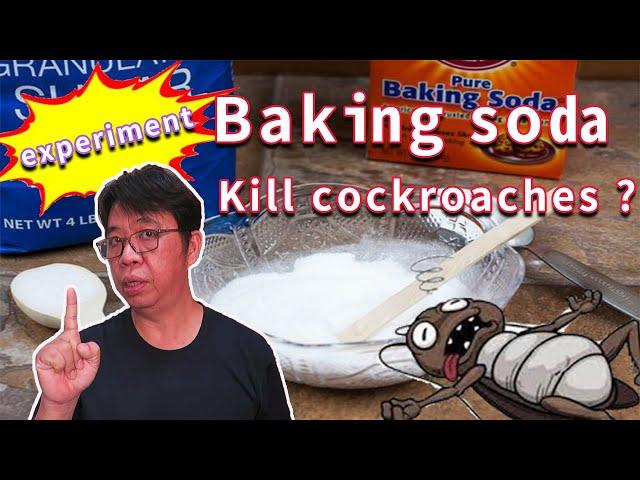 Is it true that baking soda and sugar can kill cockroaches?  12 days of experiment records