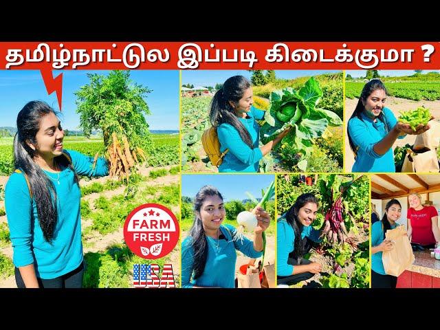  இந்த மாதிரி Vegetables சாப்பிட்டு இருக்கீங்களா? | Farm Fresh Picking | Organic Food | Tamil VLOG