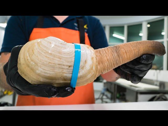 What Does This GIANT Clam Taste Like?