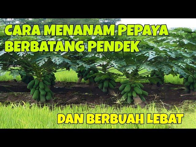 CARA MENANAM PEPAYA BERBATANG PENDEK DAN BERBUAH LEBAT