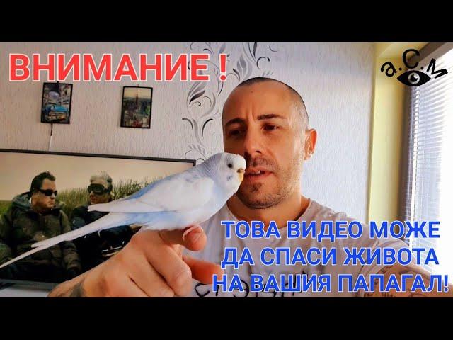 ТОВА ВИДЕО МОЖЕ ДА СПАСИ ЖИВОТА НА ВАШИЯ ПАПАГАЛ   а.С.м