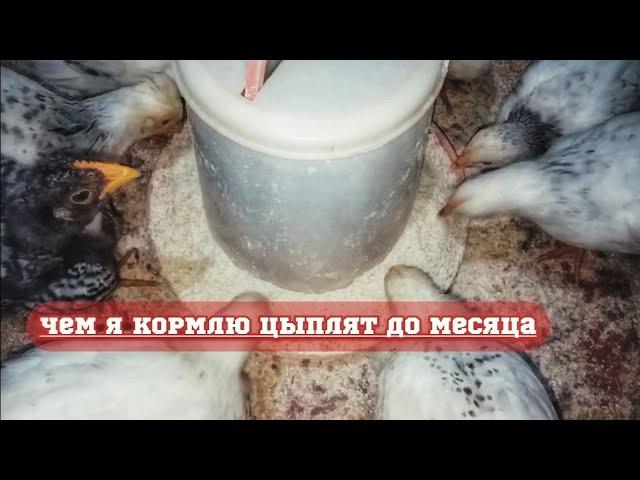 Чем кормить цыплят до месяца. Обхожусь без комбикорма