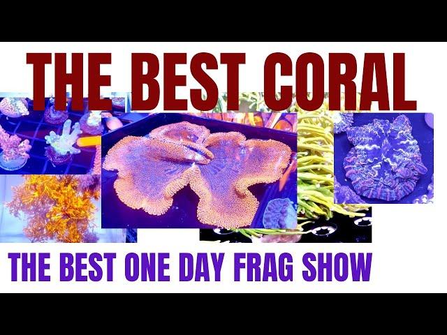 THE BEST CORAL at THE BEST ONE DAY FRAG SHOW (Frag Farmers Market 2025)