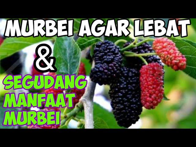 Murbei Agar Berbuah Lebat | Manfaat Buah Mulberry | Ulas Tuntas Channel