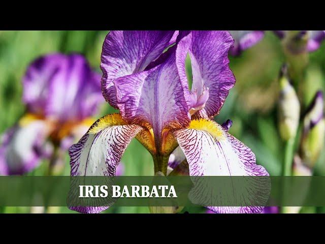 Iris Barbata: Wichtige Infos für eine erfolgreiche Bepflanzung