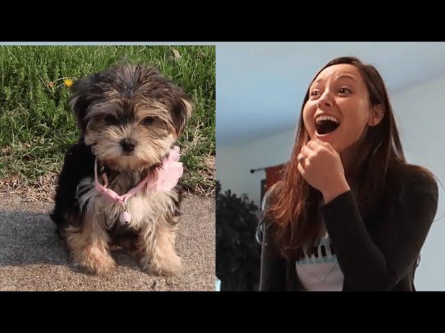 Best Gift EVER | People Surprised with Pets for Christmas