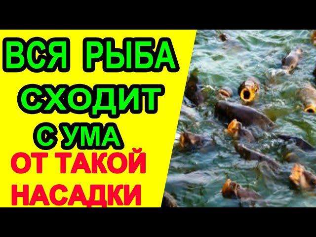 Вся рыба сходит с ума, от такой насадки! Секретная насадка для рыбалки! #рыбалка