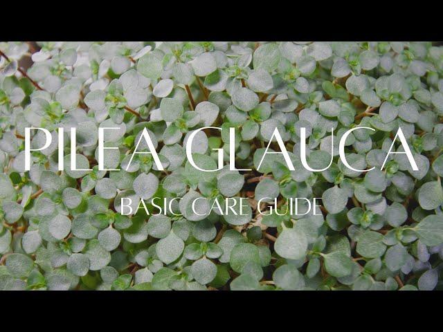 PILEA GLAUCA / LIBANENSIS | Houseplant care guide. Learn how to care for the baby tears plant.