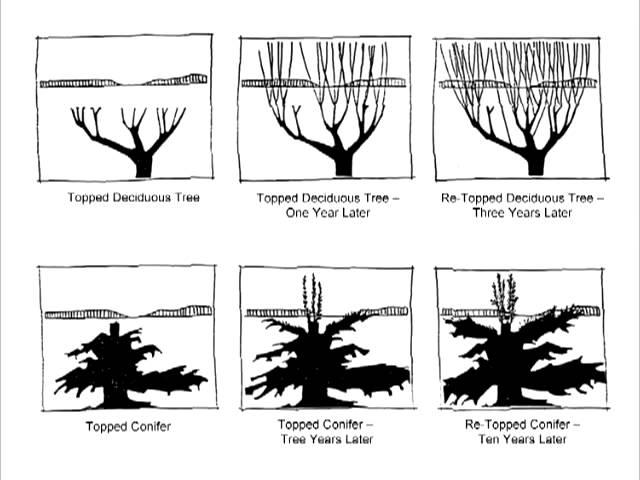 Tree Pruning Chapter 1