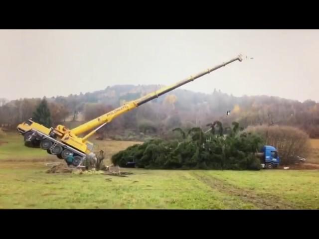 Crane tipping lifting Christmas Tree