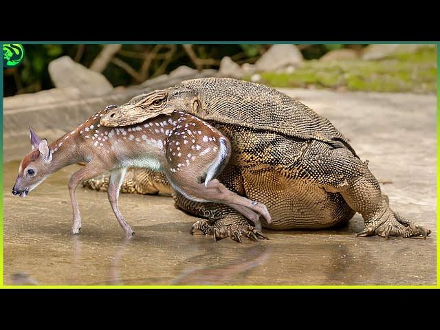 15 Most Brutal Monitor Lizard Attacks Ever Recorded