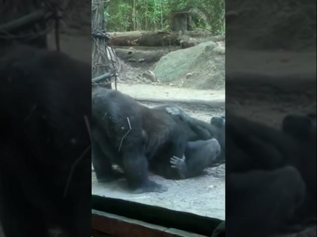 #Gay #Gorilla at #Zoo