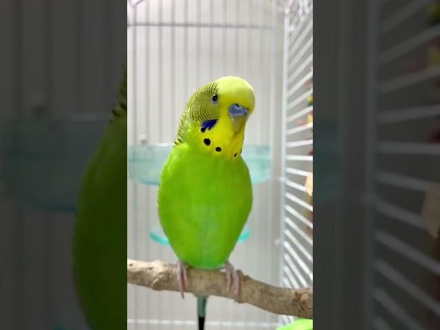 Happy budgie sounds  #budgielife #parakeet #shorts