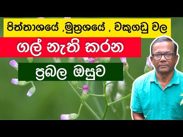 මේ තරම් ප්‍රබල ඔසුවක් ? ඔබත් විසික් කරාද?  | Monarakudumbiya  Ceylon Agri | Episode 310