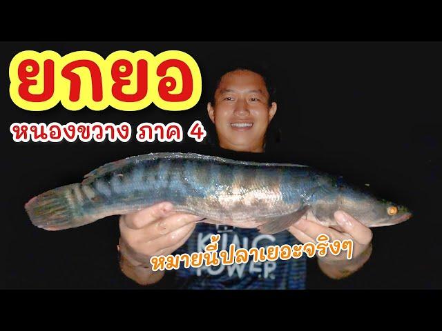 ยกยอ น้ำใหม่ปลาขึ้น ►Fishing lifestyle Ep.765