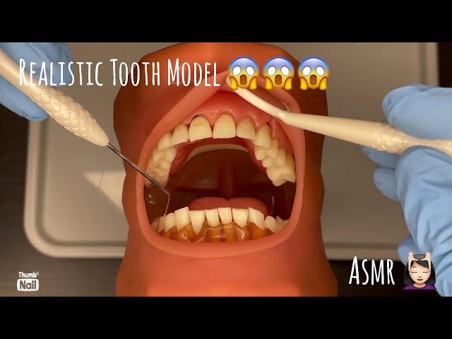 ASMR | Realistic Typodont Visit | Toothbrush, Flossing, Glove Sounds