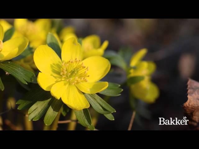 Timelapse - Eranthis