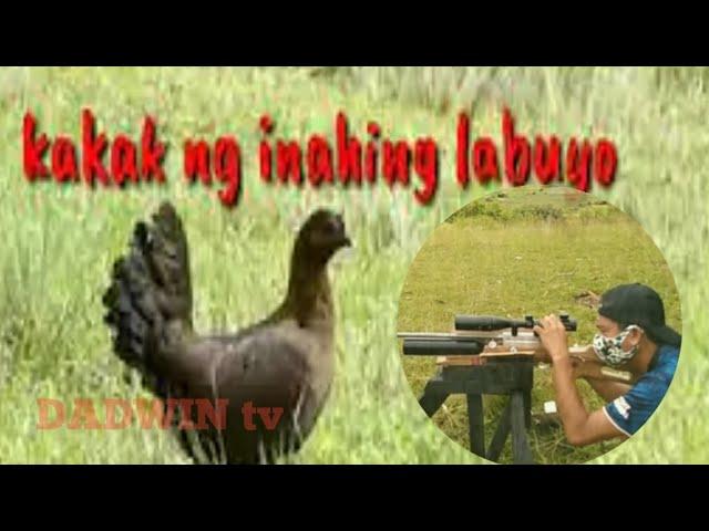 kakak ng inahing labuyo| female wild chicken sound| epektib por hunting| DADWIN tv.