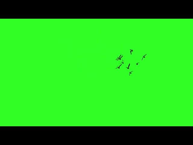 green screen flying birds /nocopyright flying bird /green screen effects /cartoon birds