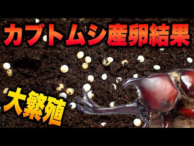 【卵大量】カブトムシを３週間産卵させた結果【カブトムシ飼育】