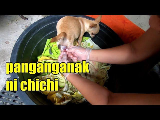 Dahilan baket na caesarian ang aso kong chihuahua