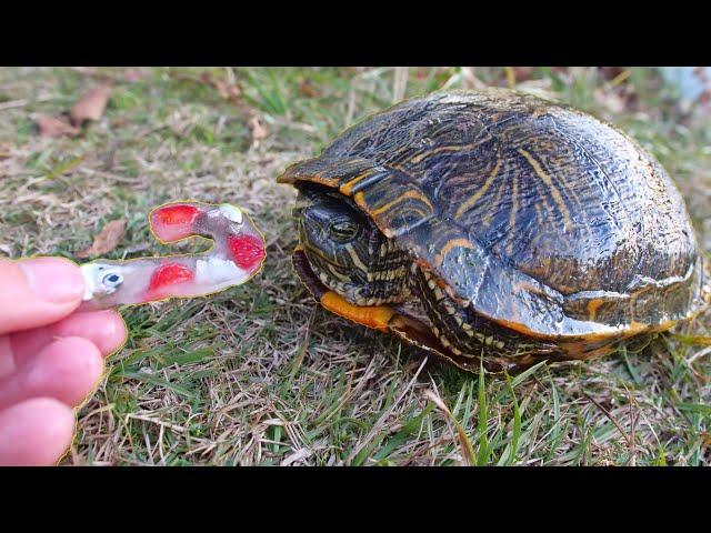 Turtles Love Candy Canes!