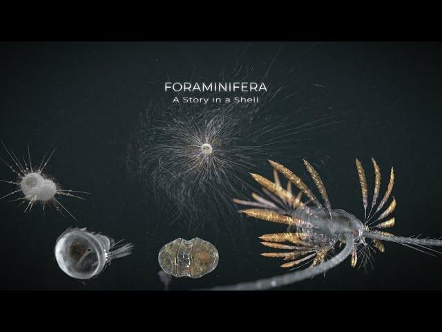 Foraminifera - A Story in a Shell - preview