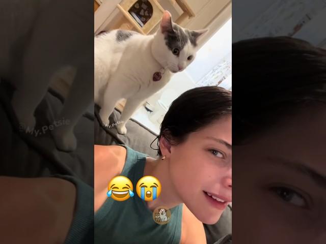 Hilarious Cat Slap Fails: When Fluffy Takes Charge  #MyPetsie Ft @Adam.Elea1