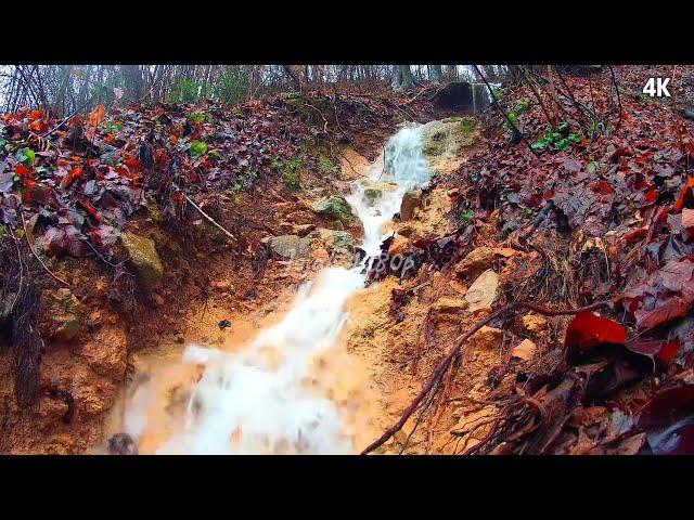 Suasan hutan yang asri