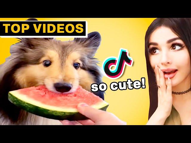 CUTEST ANIMALS On TikTok You'll Ever Watch! | SSSniperWolf