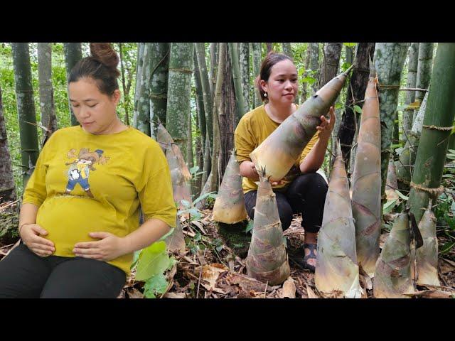 Ly Thi Ca Is 4 Months Pregnant - Harvest Giant Bamboo Shoots With Dad Goes to market sell