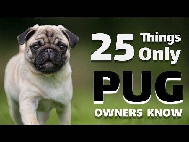 25 Things Only Pug Owners Understand