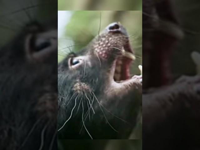 Myth or Monster#tasmaniandevil#predator#animallover#animalfacts#animallife#youtubeshorts#shortsfeed