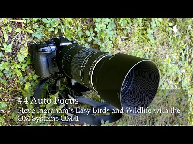 #4 Steve Ingraham’s Easy Birds and Wildlife with the OM-1: Auto Focus