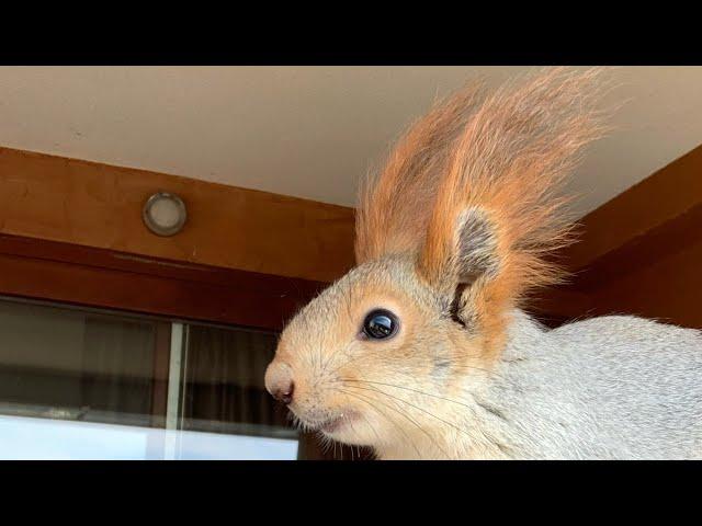 Посмотрите как Белка Чип играет ️ Ну как такого не любить???#funny #youtubeshorts #fun #squirrel