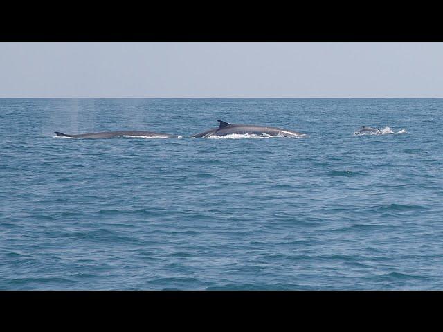 Norfolk Canyon - Pelagic Wildlife Exploration