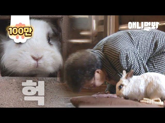 Rabbit To Become Buddha As She Witnessed Her Family's Death