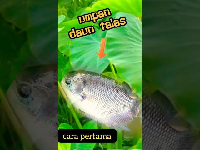 cara pasang umpan daun keladi...mancing gurame #shorts