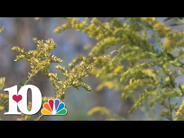 Doctors say they are seeing more people suffer from allergies in dry weather