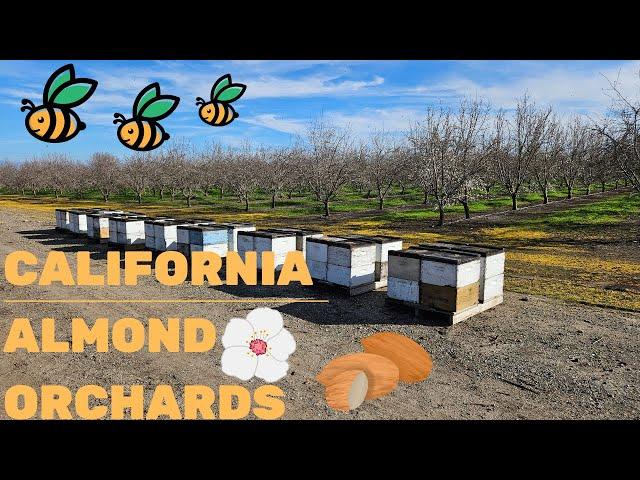 California Almond Orchards