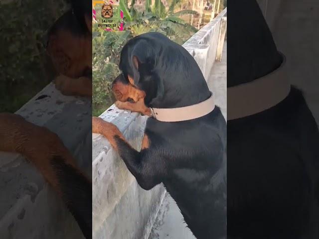 Duster c boundary wall funny  reaction.. #rottweiler #dog #viral #short #trending