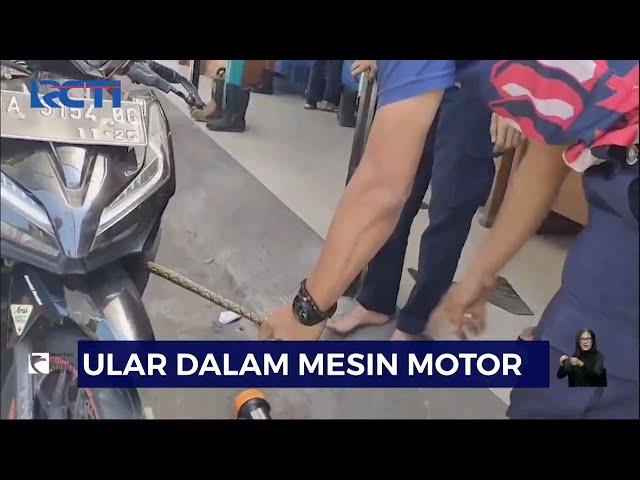 Petugas Evakuasi Ular Piton dalam Mesin Motor di Padang - SIS 29/07