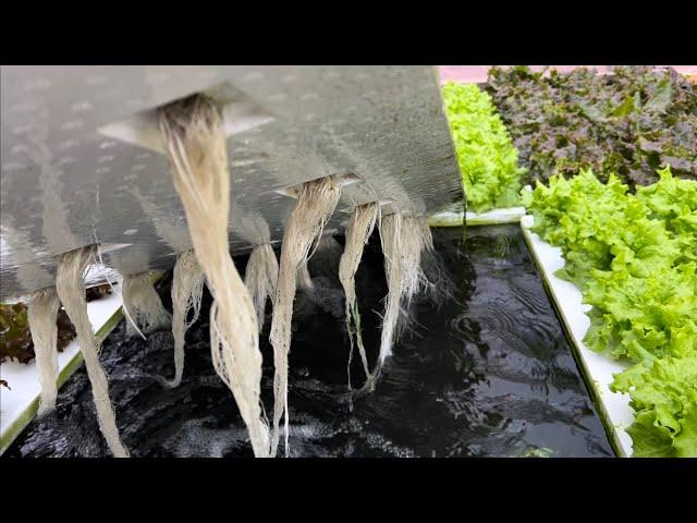 Even I didn’t think hydroponics could be this easy! Floating raft technique DWC part 1 introduction