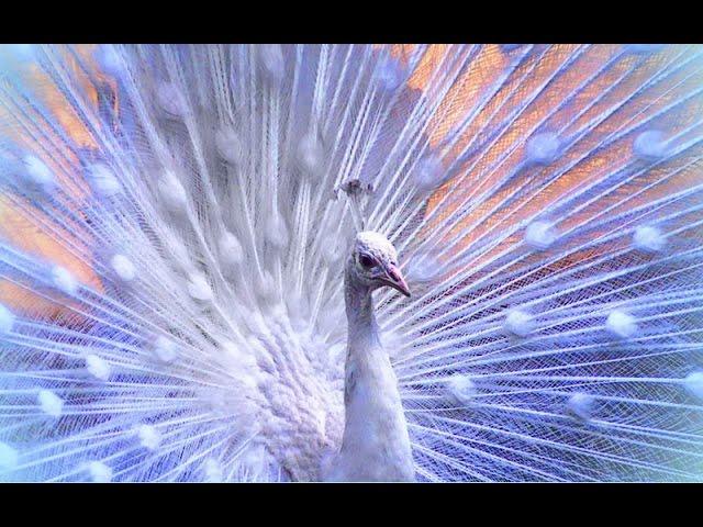 Handsome white peacock