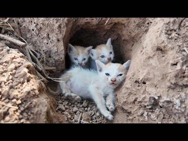 A Kitten Ran to the Doctor for Help for This Reason - His Journey Will Melt Your Heart Animal family