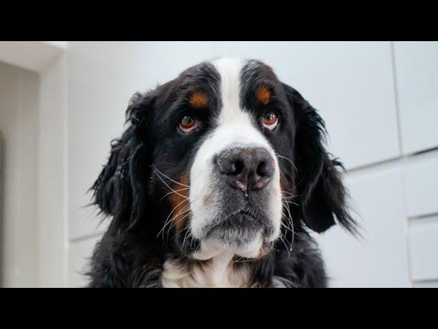 Bernese Mountain Dog had to make some choices