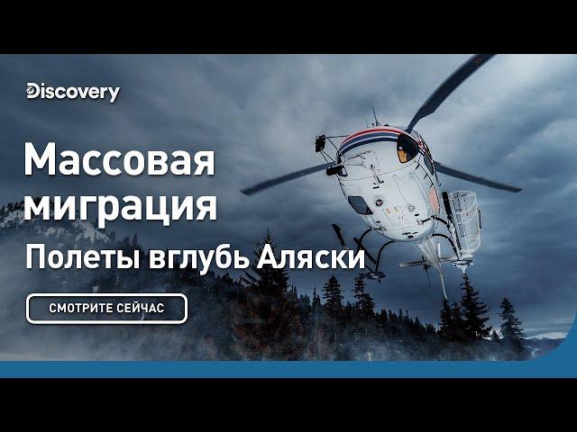 Массовая миграция | Полеты вглубь Аляски | Discovery