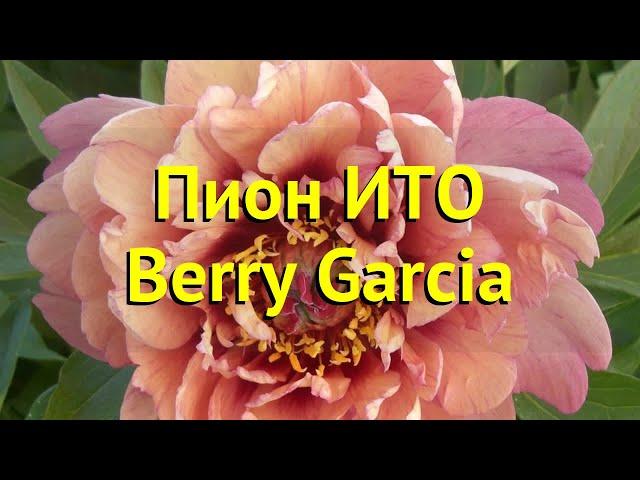 Пион ито Берри Гарсия. Краткий обзор, описание характеристик paeonia itoh Berry Garcia