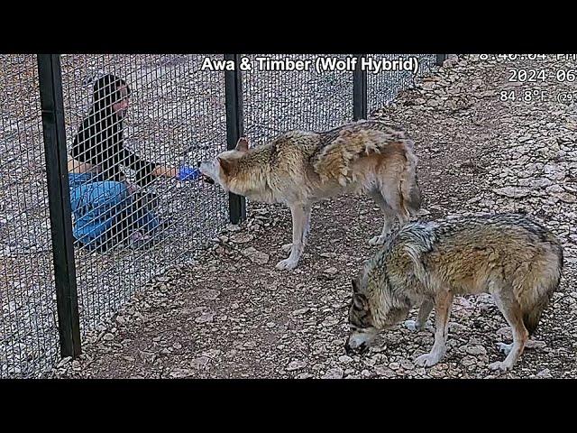 Maya hand feeds food to the wolfdogs at Alveus