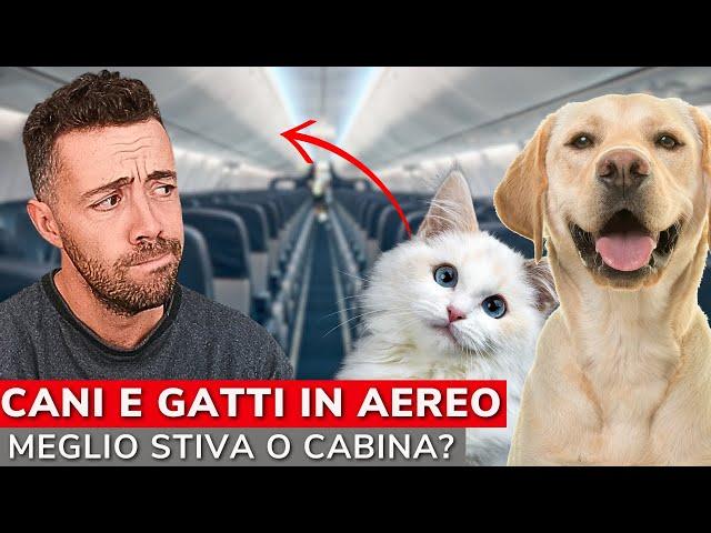 COME VIAGGIARE CON CANI E GATTI IN AEREO | Meglio in Stiva o in Cabina?